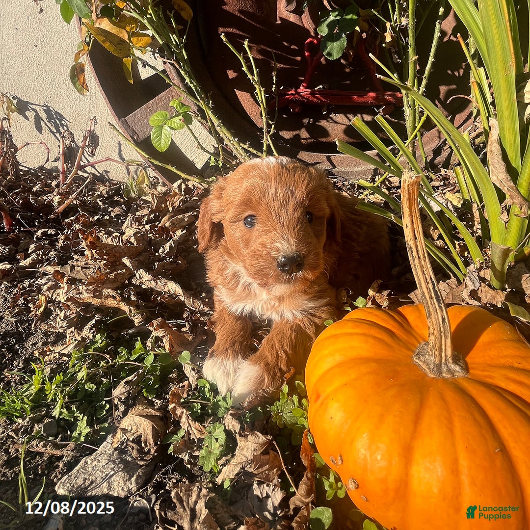 Mini Goldendoodle dogs for sale: Joy - Ad 4