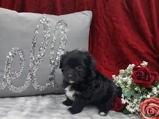 Mixed Breed dogs Cupid - Ad 41