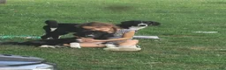 Mixed Breed dogs for sale: Indie - Ad 3