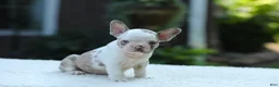 French Bulldog dogs for sale: Jewel - Ad 9