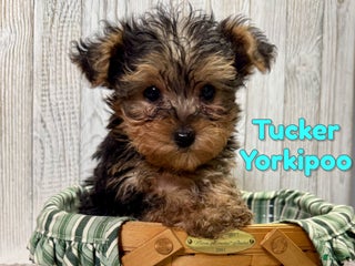 Yorkiepoo dogs Tucker - Ad 37