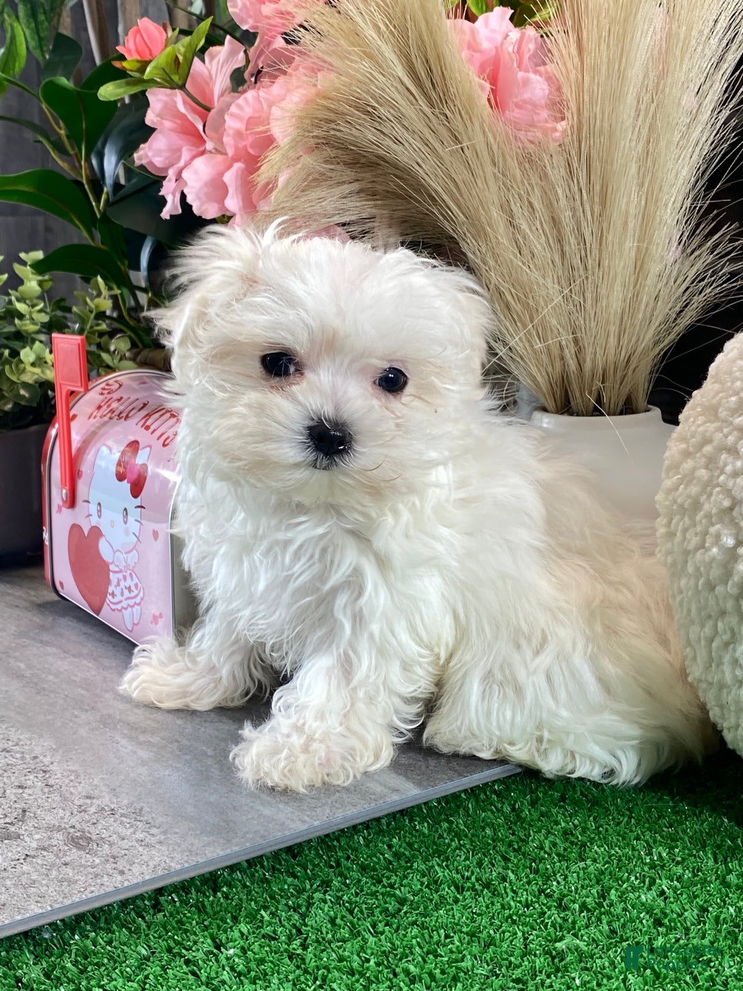 Maltese dogs for sale: Teacup Mikaylee - Ad 1