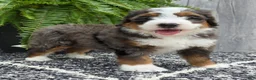 Mini Bernedoodle dogs for sale: Mini Jax - Ad 13