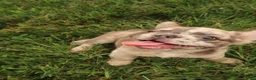 French Bulldog dogs for sale: Prada  - Ad 3