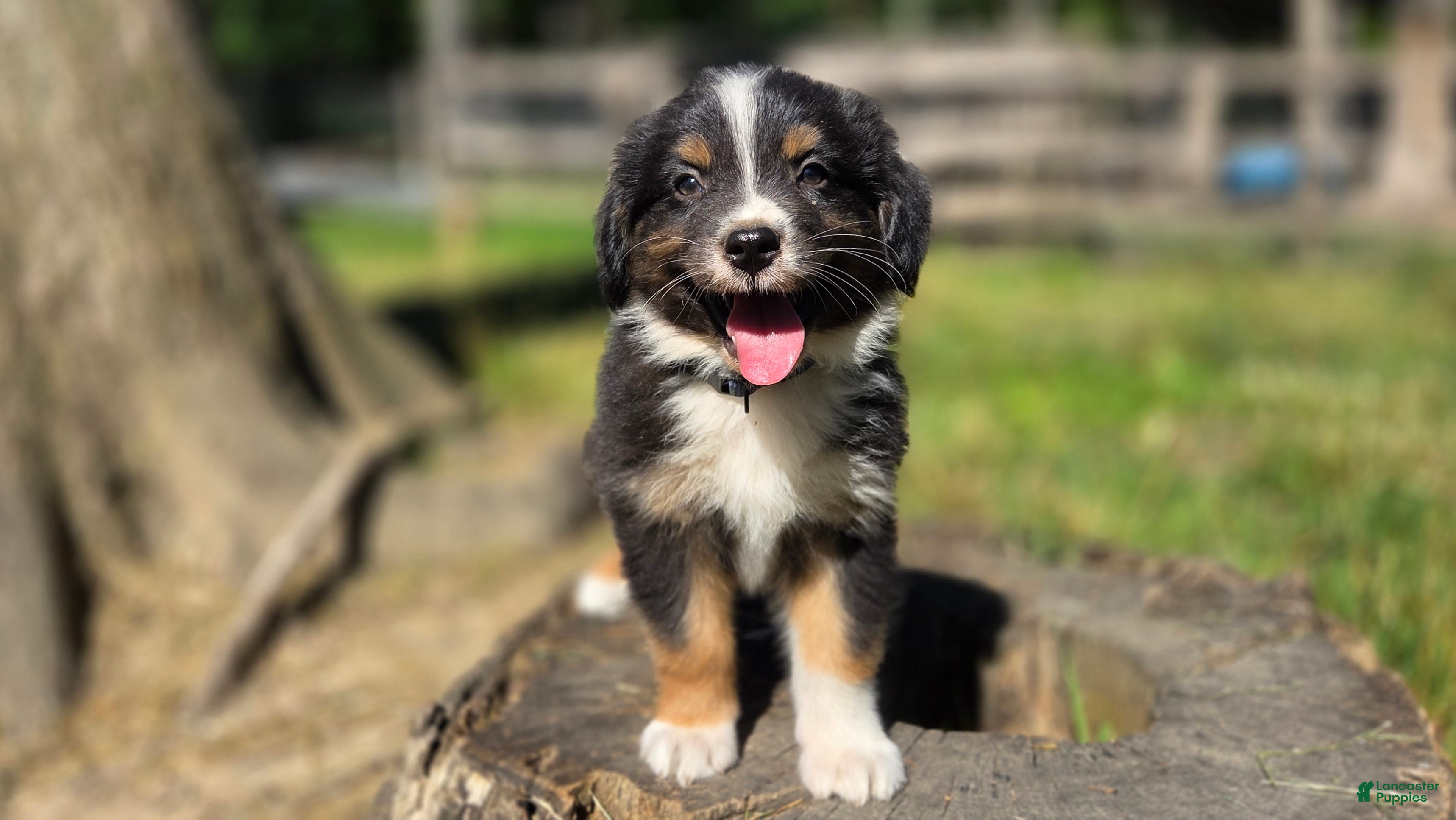 Australian Shepherd dogs Australian Shepherd Puppy 7 "Diam" - Ad 29