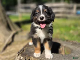 Australian Shepherd dogs Australian Shepherd Puppy 7 "Diam" - Ad 29