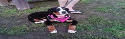 Bernese Mountain Dog dogs for sale: Bernese Mountain Dog 2 - Ad 21