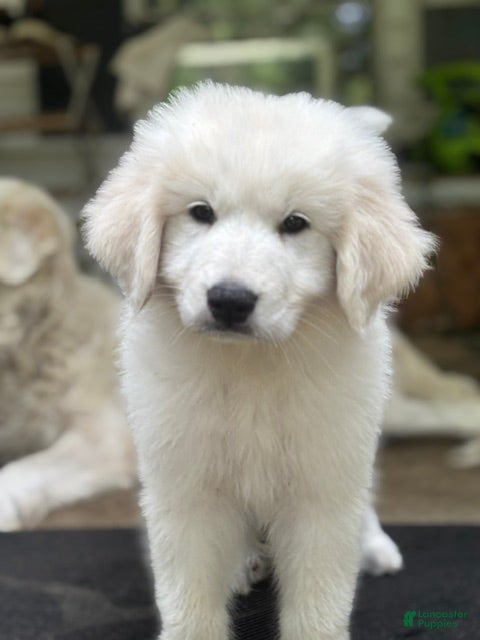 Great Pyrenees dogs VENUS - Ad 28