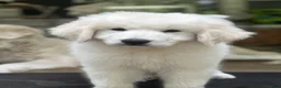 Great Pyrenees dogs for sale: VENUS - Ad 1
