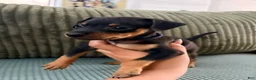 Miniature Pinscher dogs for sale: Leo - Ad 7
