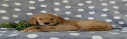 Golden Retriever dogs for sale: Colby - Ad 4