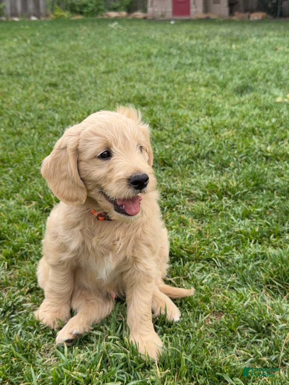 Mini Goldendoodle dogs Orange Boy!🧡 - Ad 1