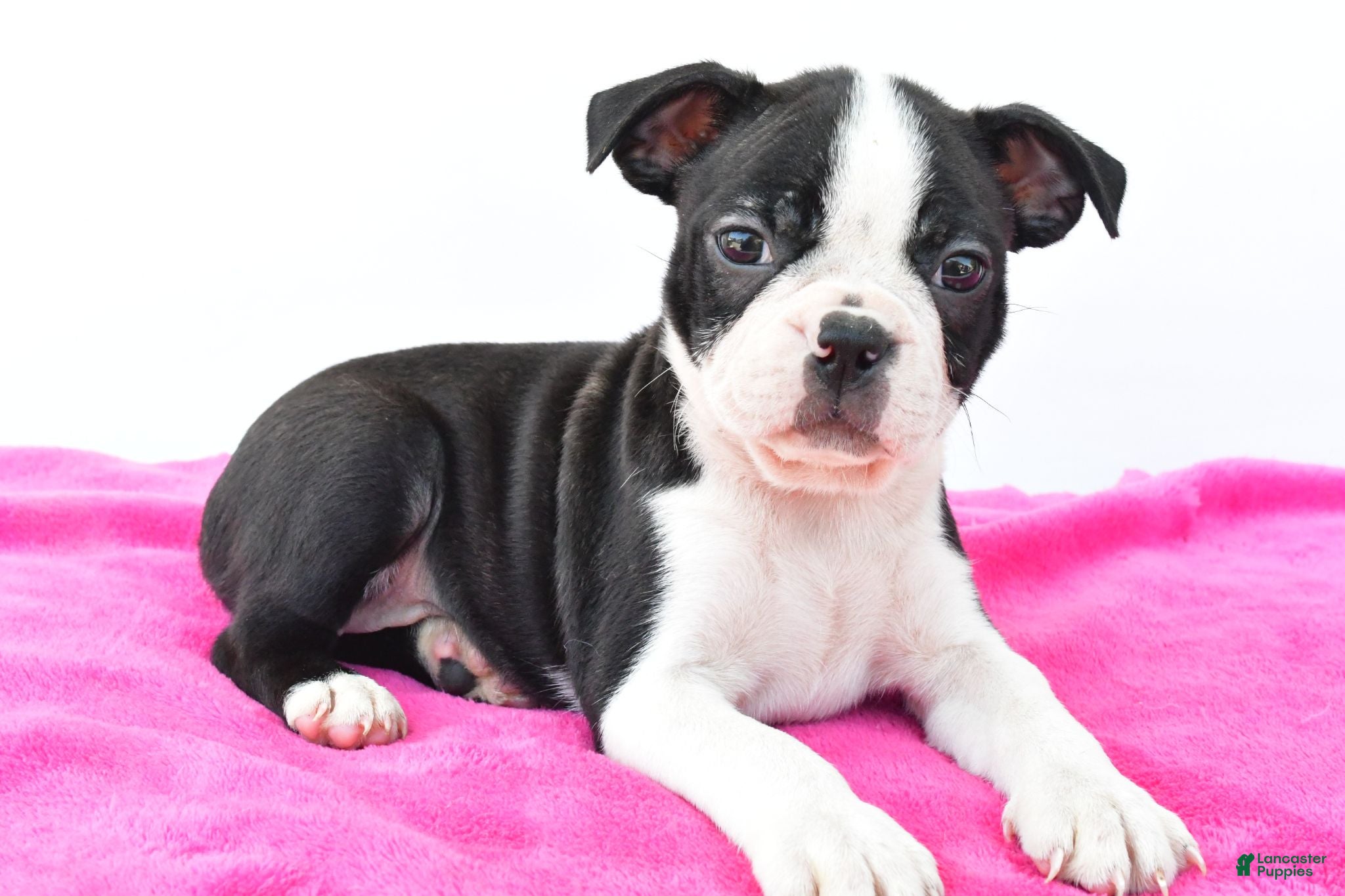 Boston Terrier dogs Raven - Ad 2