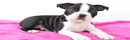 Boston Terrier dogs for sale: Raven - Ad 2