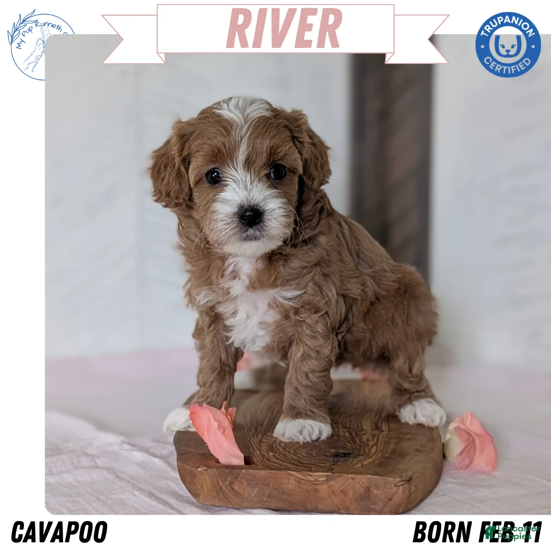 Cavapoo dogs for sale: River - Ad 1