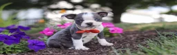 Boston Terrier dogs for sale: Bradie - Ad 1