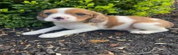 Mixed Breed dogs for sale: Tiffany - Ad 7