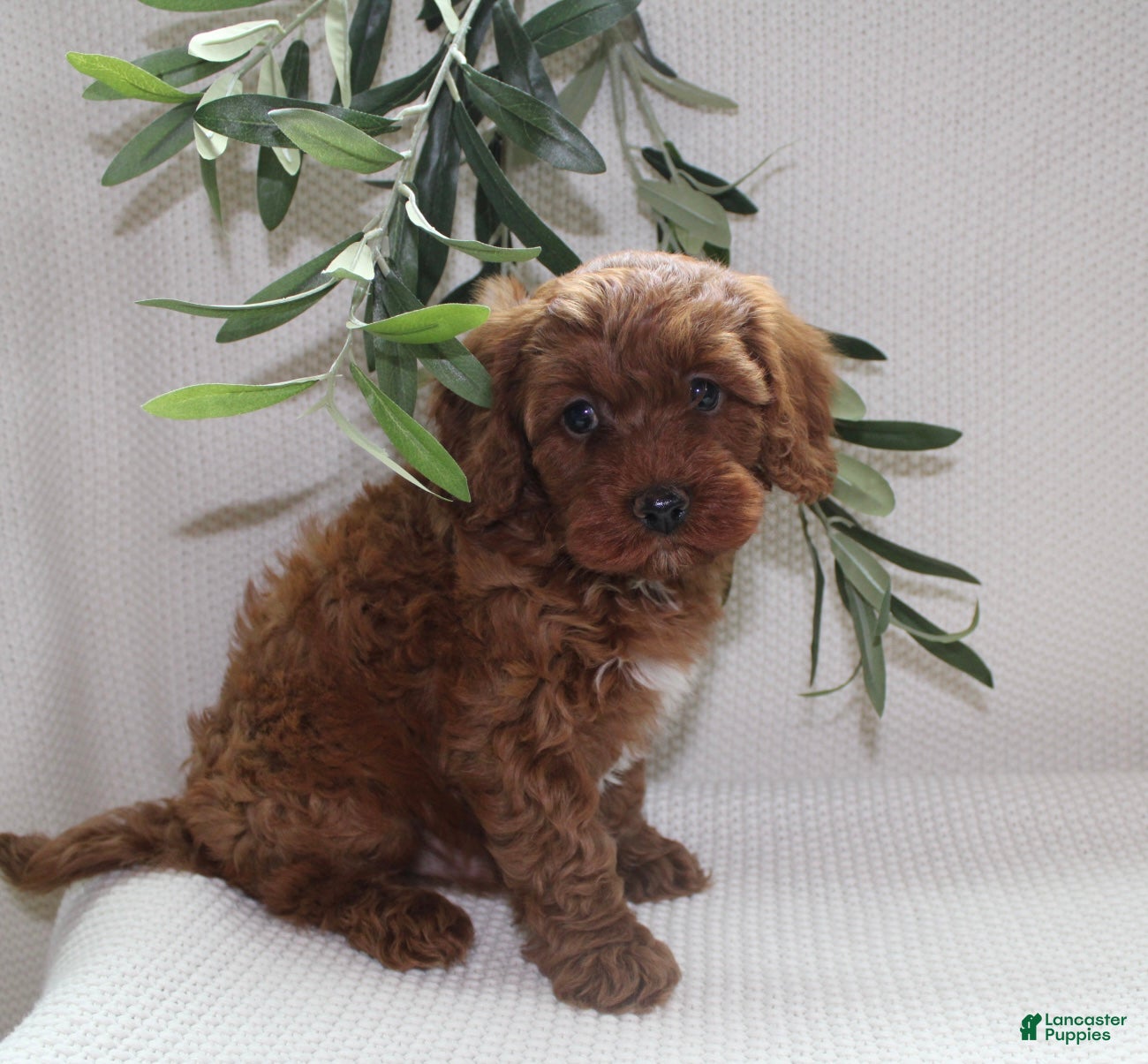 Cavapoo dogs Archie - Ad 2