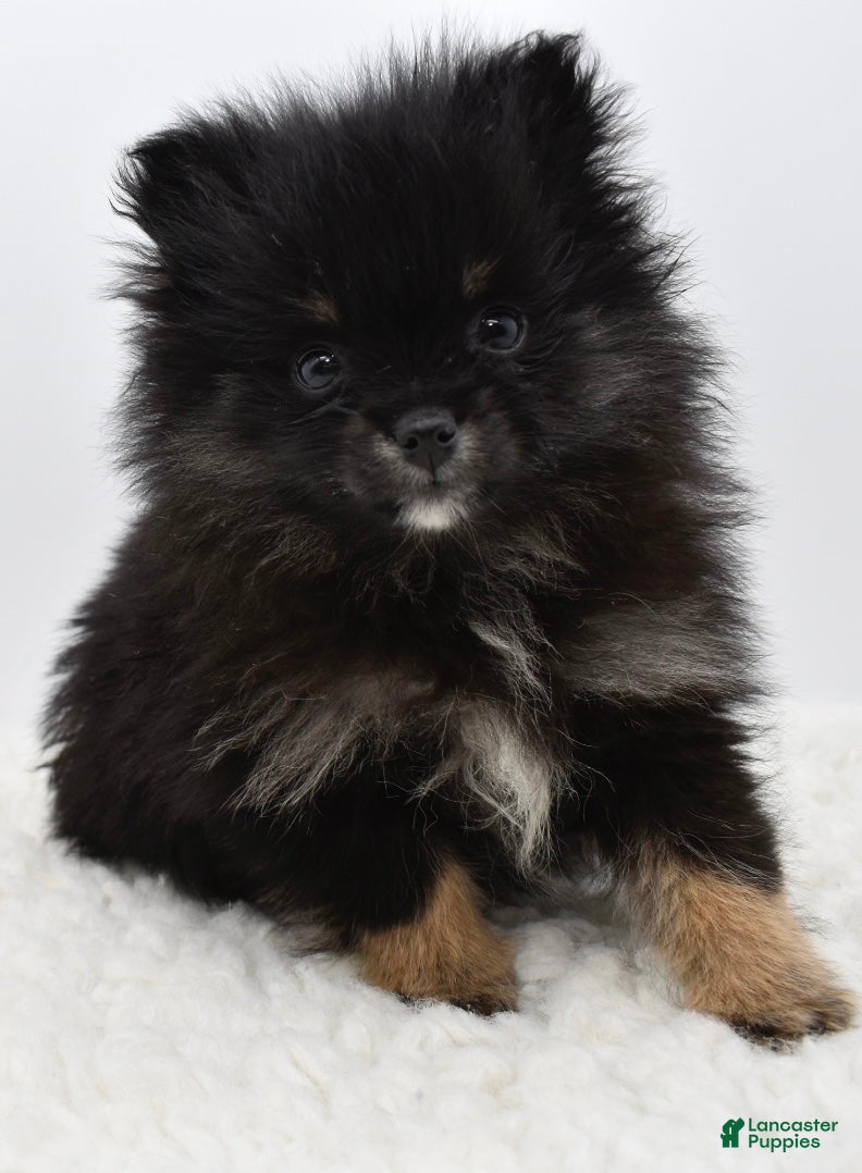 Pomsky dogs Brisa - Ad 2