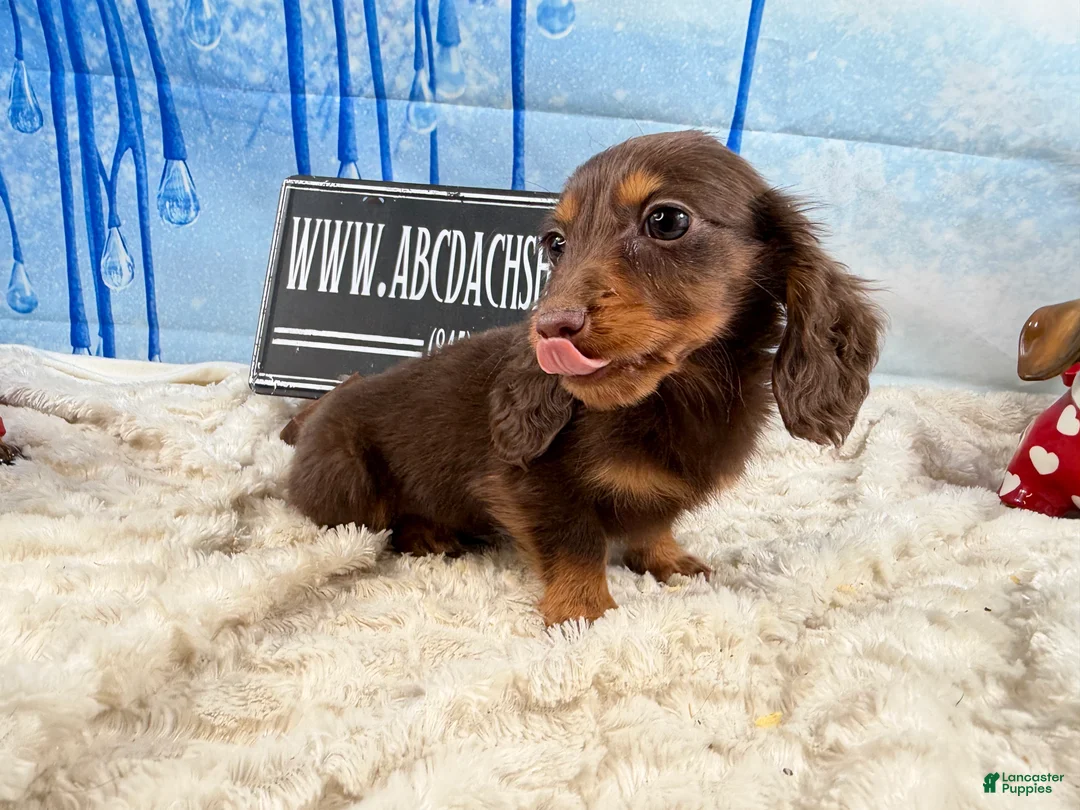 Dachshund dogs for sale: Chocolate mini long coat - Ad 6