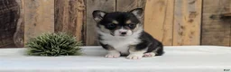 Welsh Corgi Pembroke dogs for sale: Finn  - Ad 6