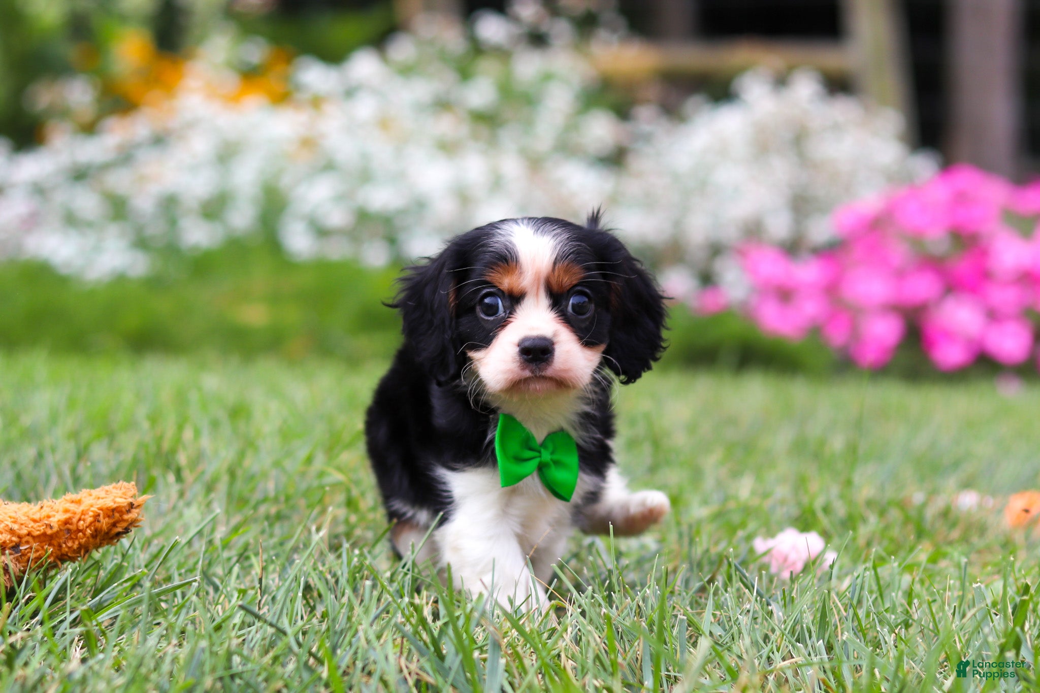 Cavalier King Charles Spaniel dogs Cooper - Ad 2