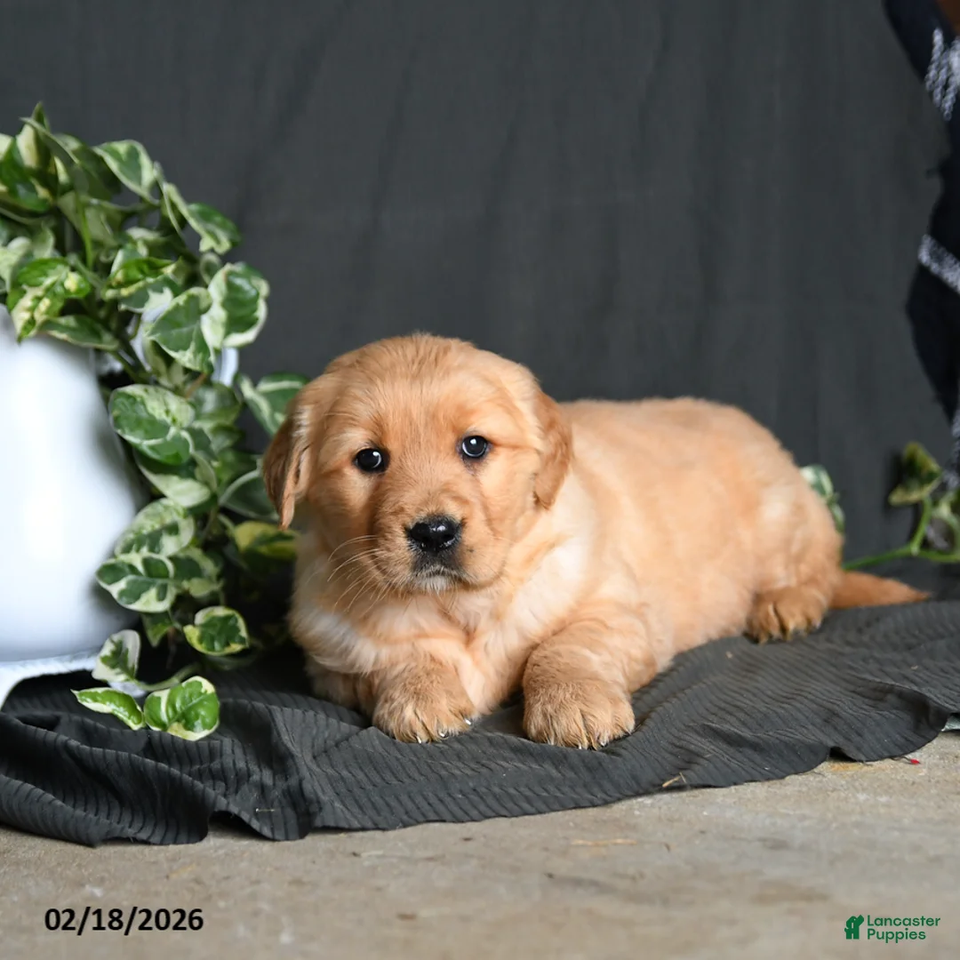 Golden Retriever dogs for sale: Rainbow - Ad 3