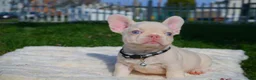 French Bulldog dogs for sale: Dereck🦖 - Ad 1