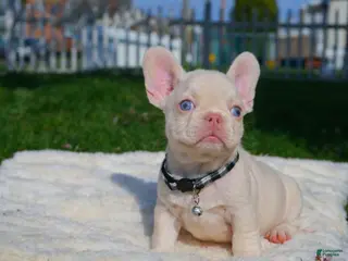 French Bulldog dogs for sale: Dereck🦖 - Ad 2