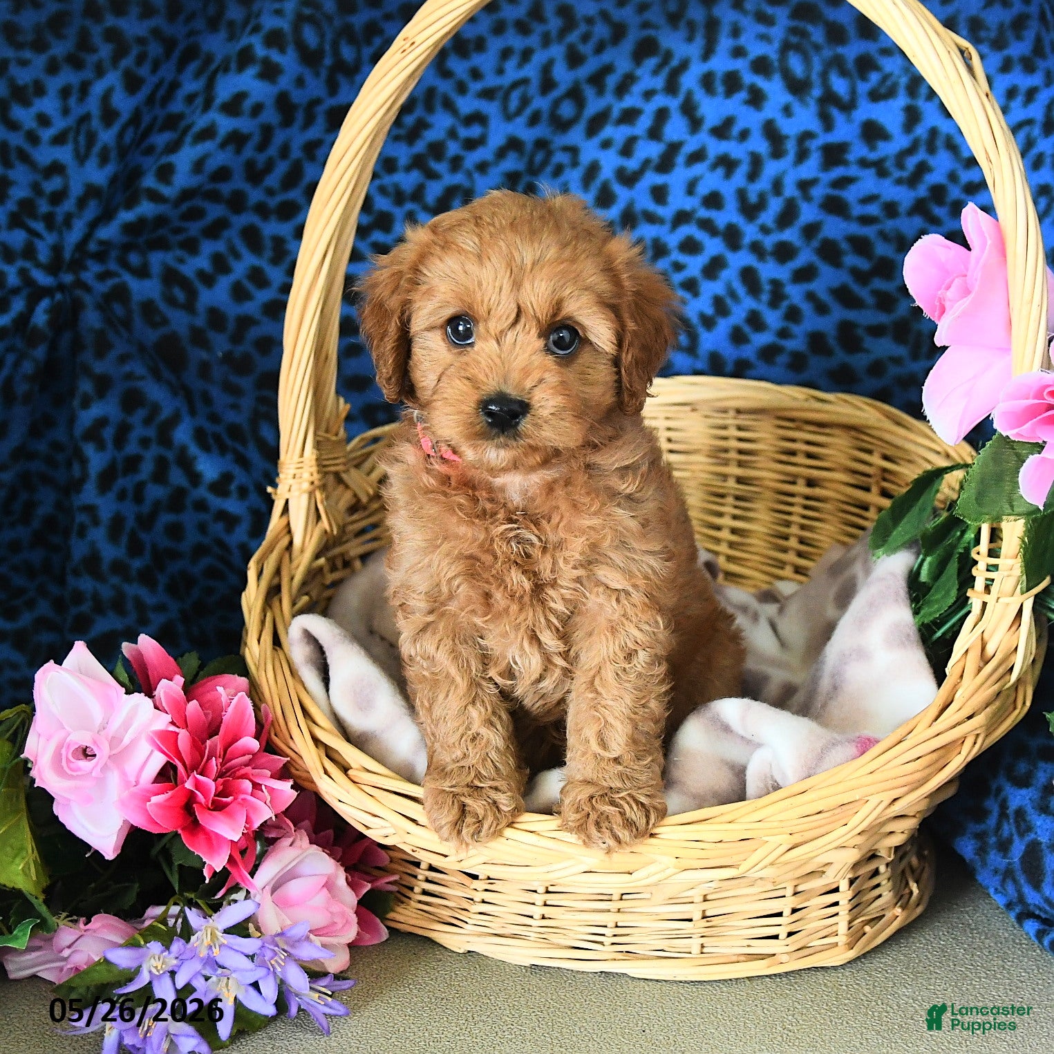 Cavapoo dogs Carol  - Ad 2