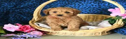 Cavapoo dogs for sale: Carol  - Ad 2