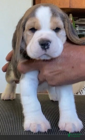 Beagle dogs Beagle 4 - Ad 2