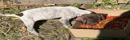 German Shorthaired Pointer dogs for sale: Casey - Ad 3