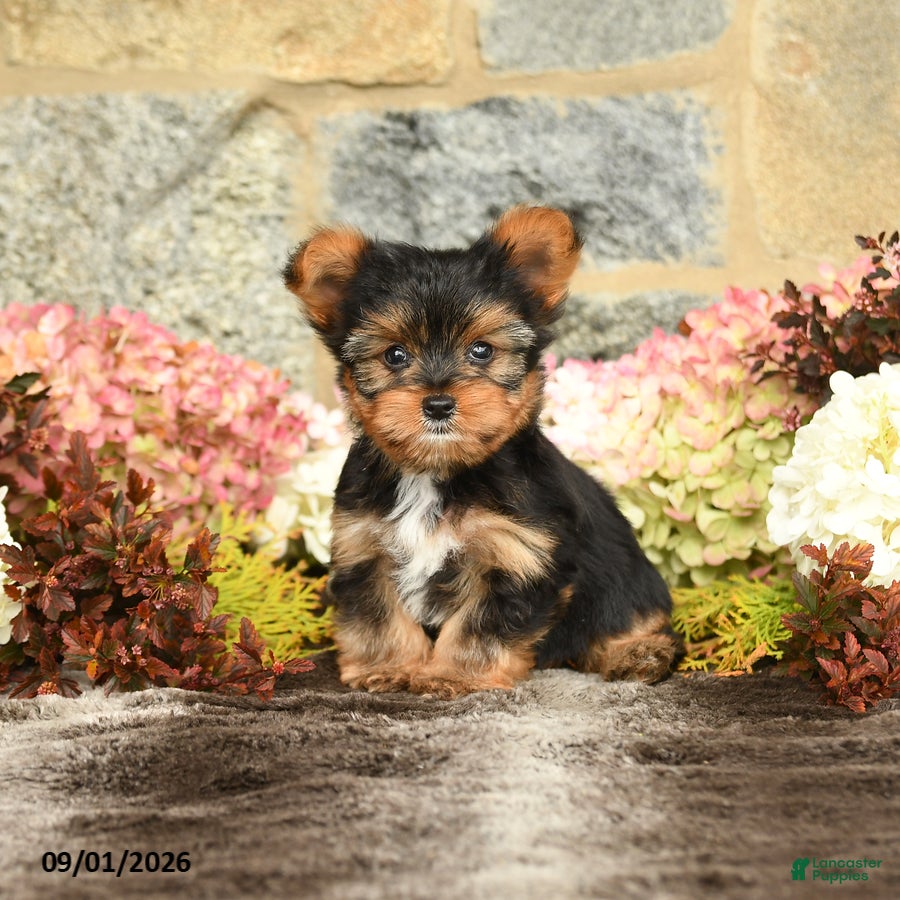 Yorkshire Terrier dogs Nathan - Ad 2