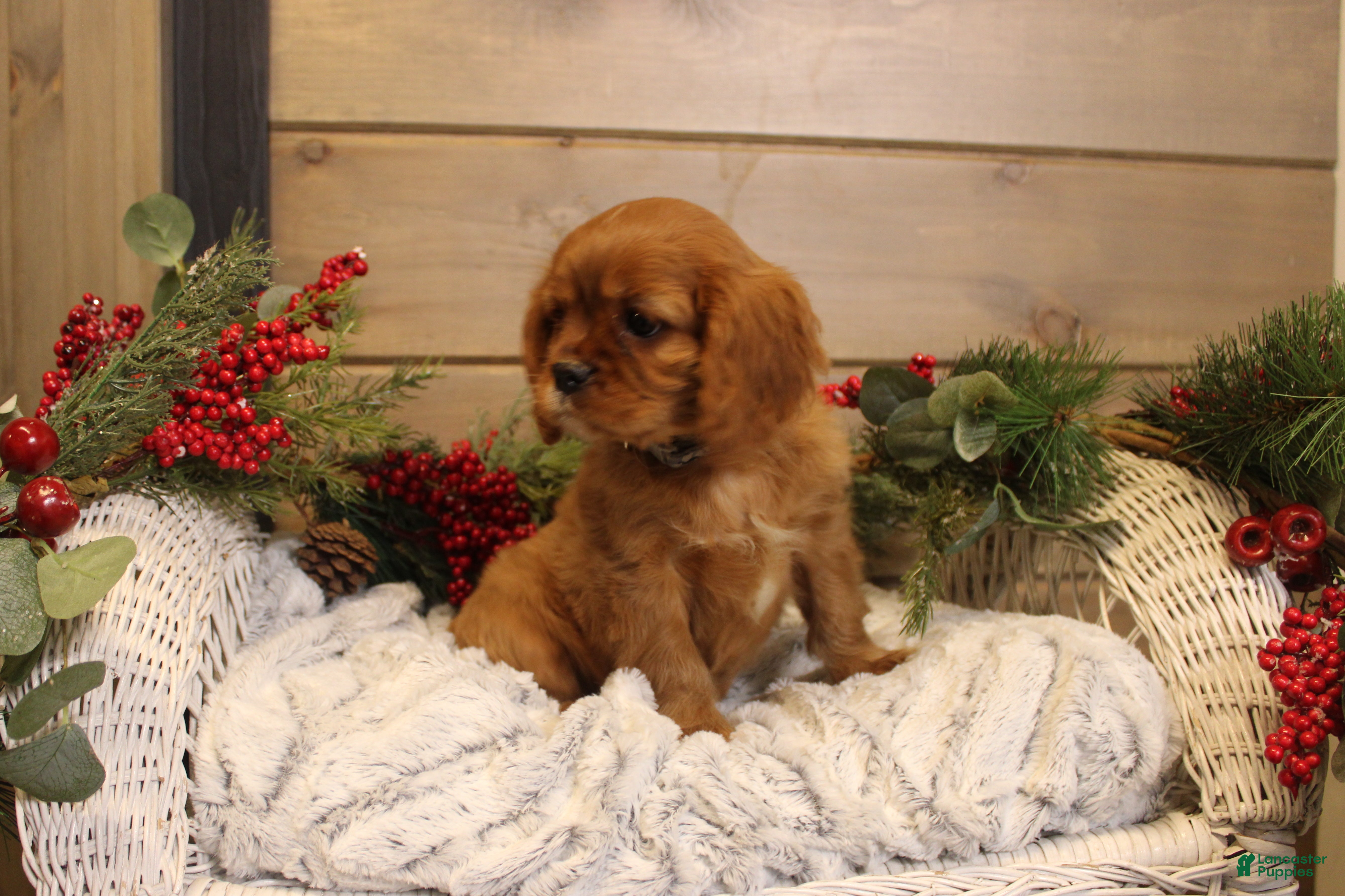 Cavalier King Charles Spaniel dogs Tyler - Ad 26