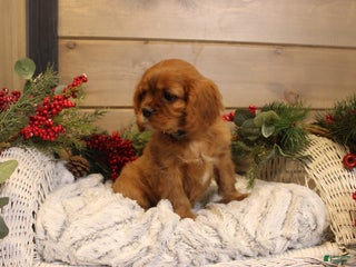 Cavalier King Charles Spaniel dogs Tyler - Ad 40