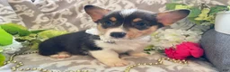 Welsh Corgi Pembroke dogs for sale: Maci - Ad 2