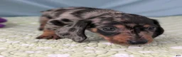 Miniature Dachshund dogs for sale: Mosaic - Ad 7