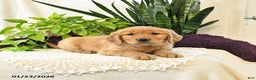 Golden Retriever dogs for sale: Ellie - Ad 2