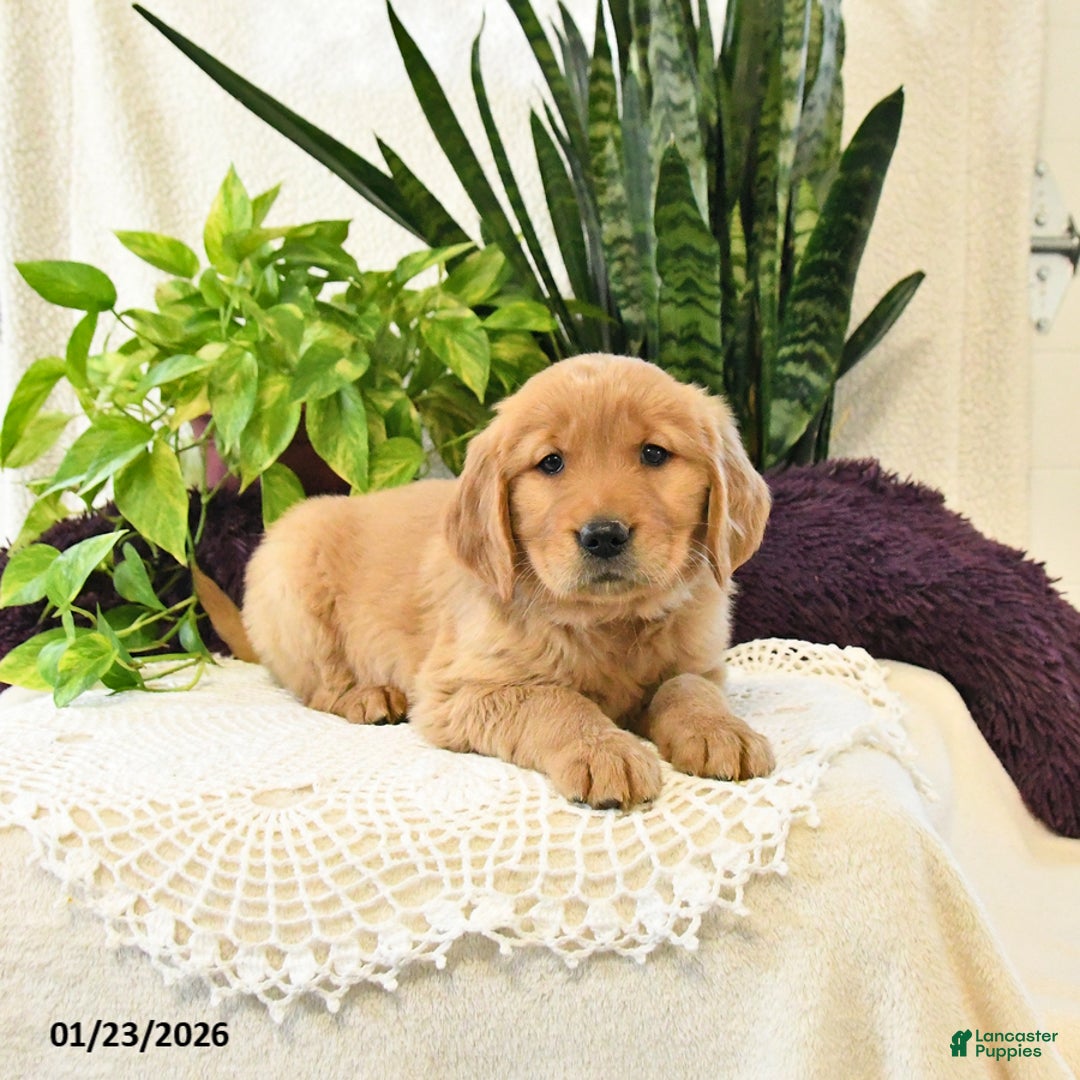 Golden Retriever dogs for sale: Ellie - Ad 2