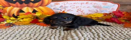 Miniature Dachshund dogs for sale: Katie - Ad 3