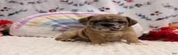 English Bulldog dogs for sale: Molly - Ad 3
