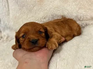 Cavapoo dogs Rosa - Ad 39