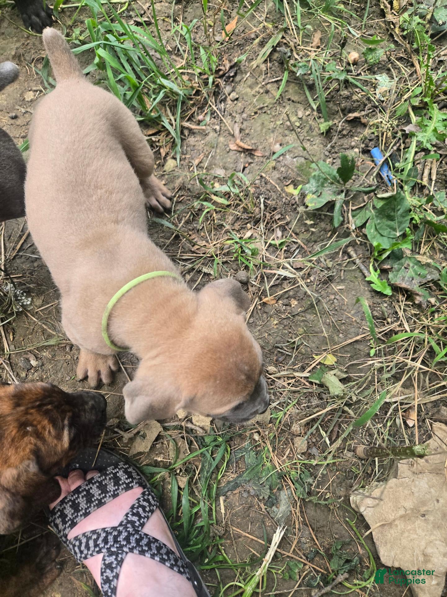 Cane Corso dogs Cane Corso 3 - Ad 30