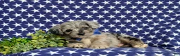 Corgipoo dogs for sale: Dalton - Ad 5