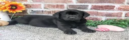 Labrador Retriever dogs for sale: Opal - Ad 5