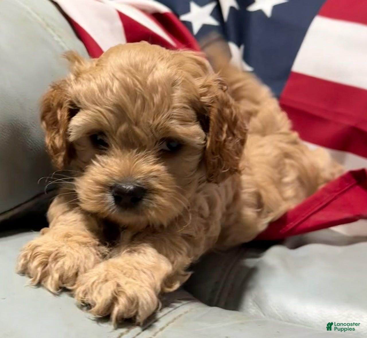 Cockapoo dogs  Lil Miss - Ad 1