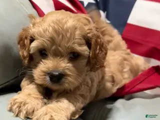 Cockapoo dogs for sale: Lil Miss - Ad 2