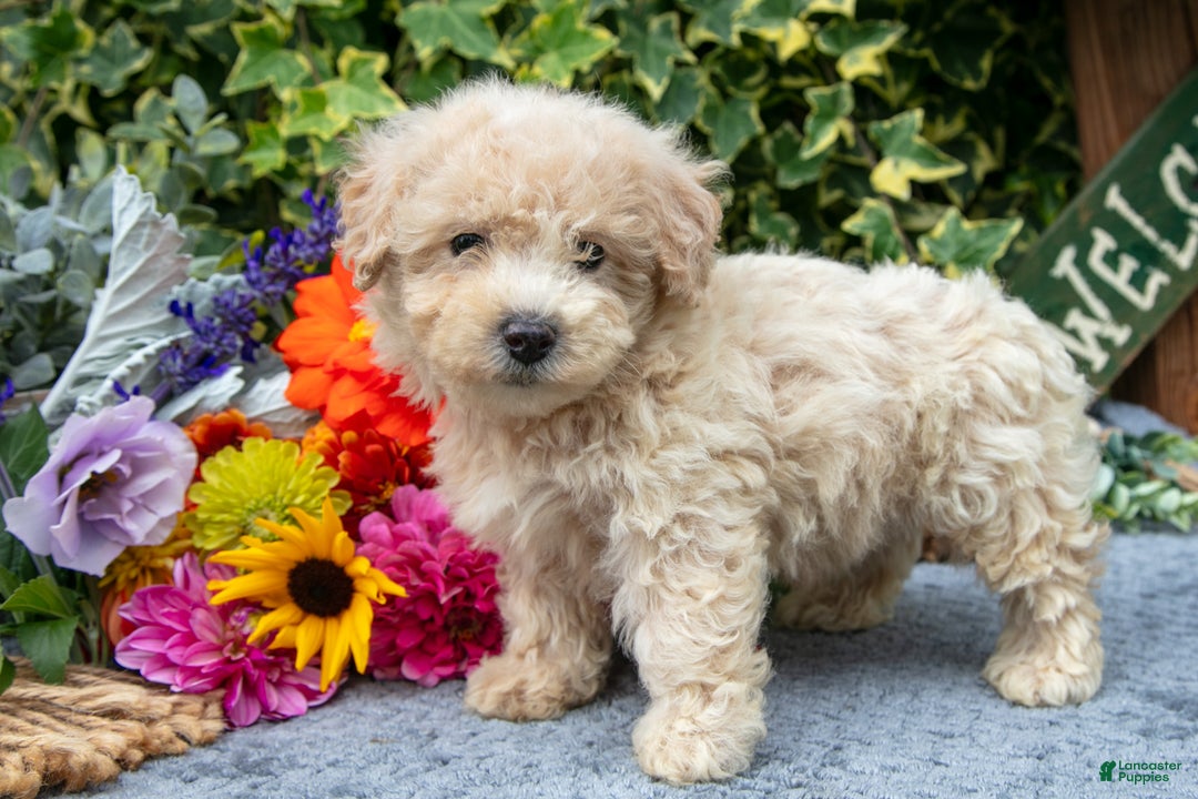 Miniature Poodle dogs for sale: Randy - Ad 1