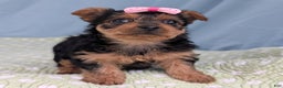 Yorkshire Terrier dogs for sale: Sugar Cookie - Ad 3